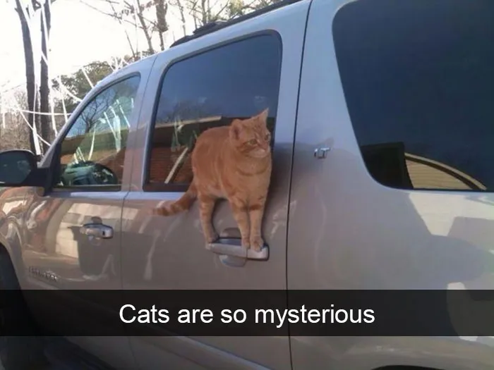 175 Hilarious Animal Snapchats Guaranteed To Make You Laugh Out Loud