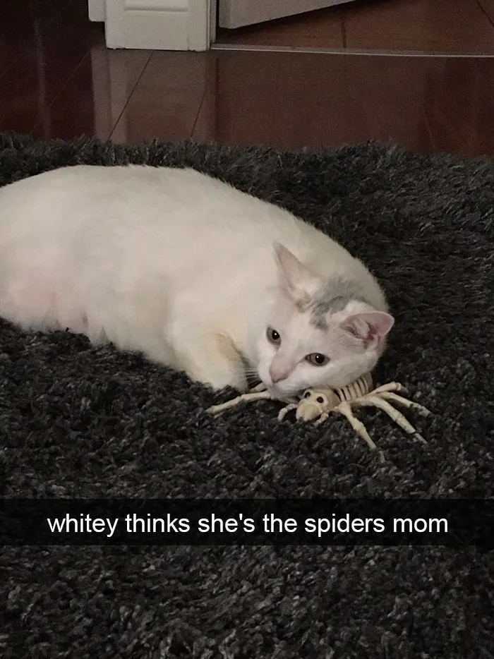 175 Hilarious Animal Snapchats Guaranteed To Make You Laugh Out Loud