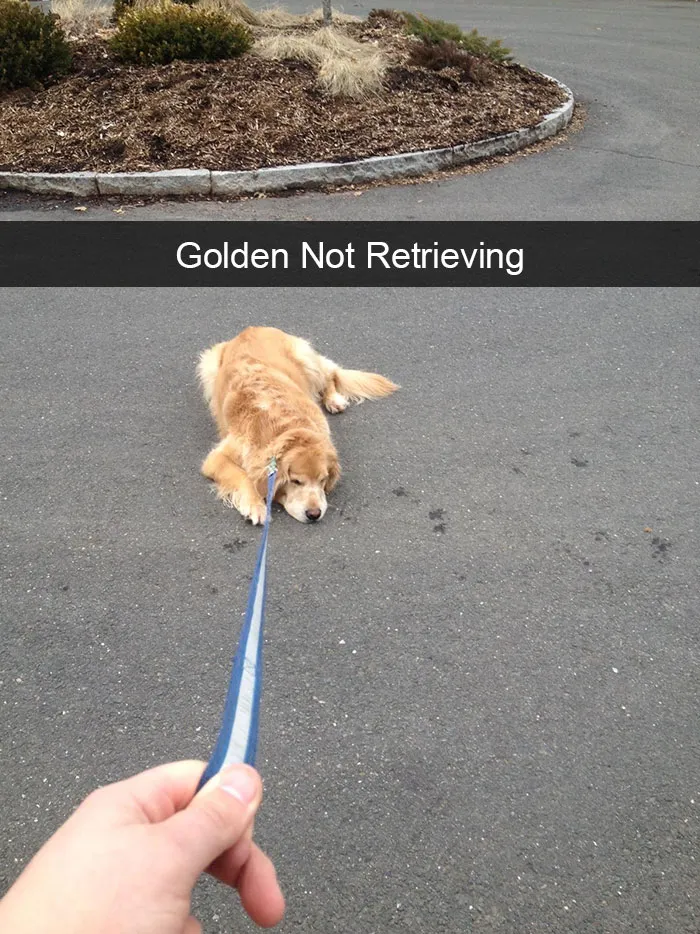 175 Hilarious Animal Snapchats Guaranteed To Make You Laugh Out Loud
