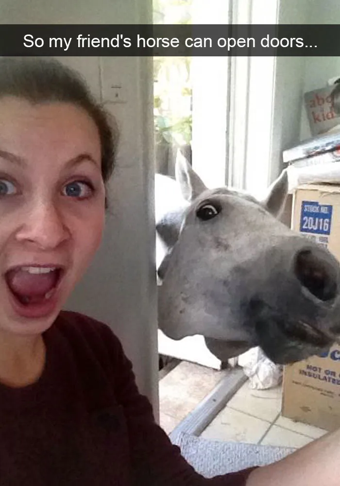 175 Hilarious Animal Snapchats Guaranteed To Make You Laugh Out Loud