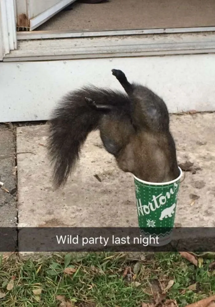 175 Hilarious Animal Snapchats Guaranteed To Make You Laugh Out Loud