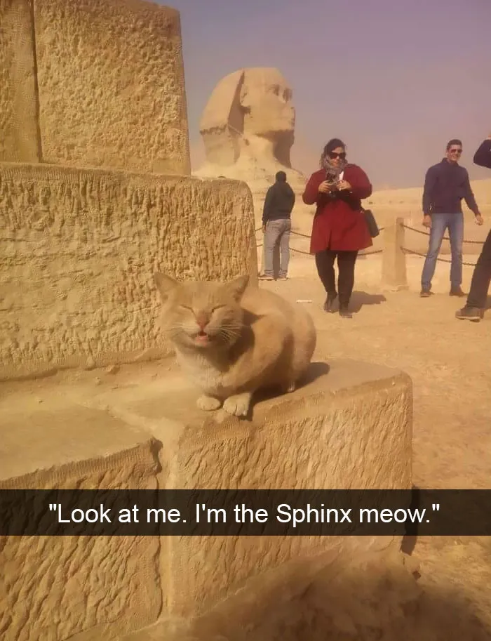 175 Hilarious Animal Snapchats Guaranteed To Make You Laugh Out Loud