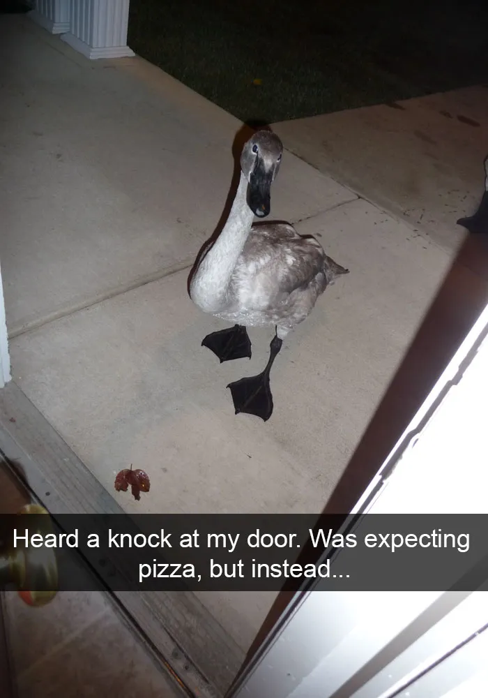 175 Hilarious Animal Snapchats Guaranteed To Make You Laugh Out Loud