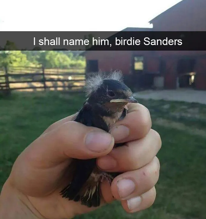 175 Hilarious Animal Snapchats Guaranteed To Make You Laugh Out Loud