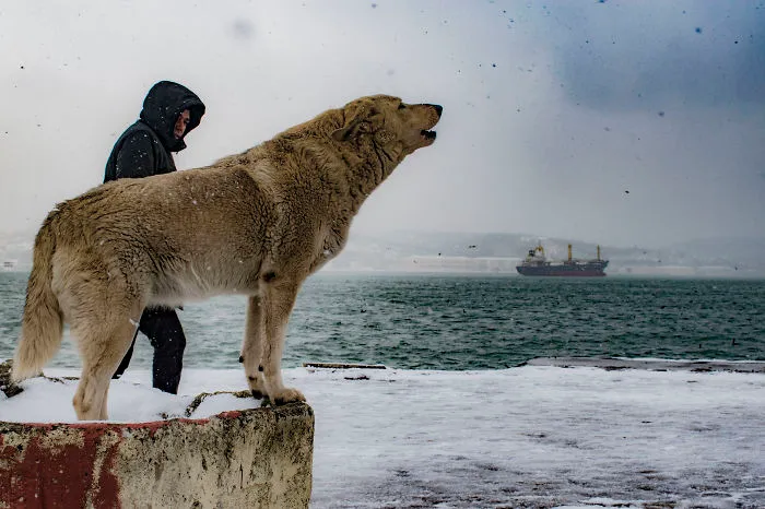 Snow In Istanbul Bosphorus