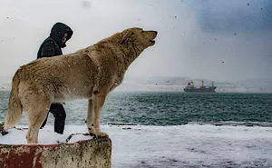 Snow In Istanbul Bosphorus