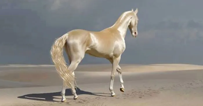 People Are Calling This Super Rare Creature The "World's Most Beautiful Horse"