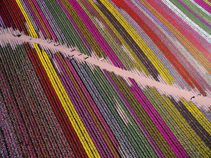 Rainbow Lines, Honorable Mention