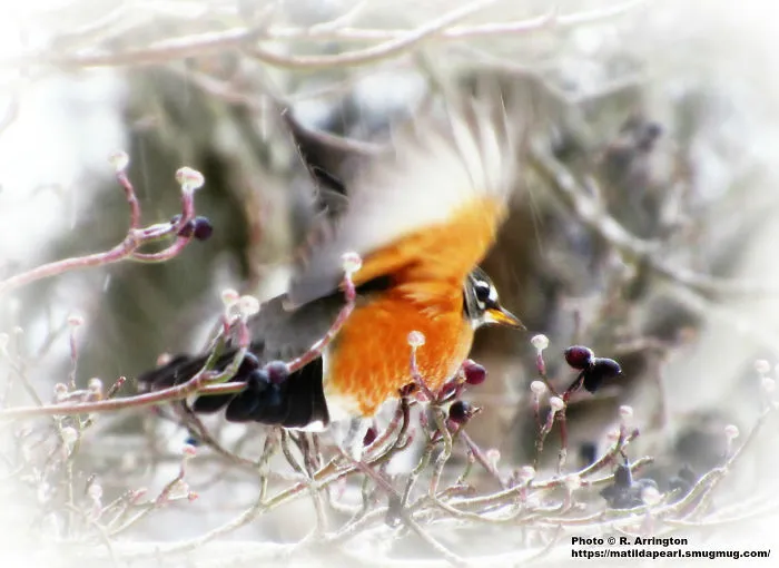Bird In The Falling Snow