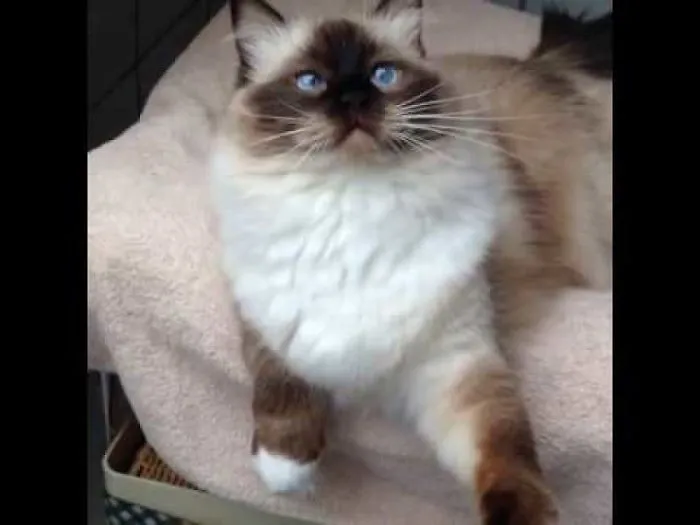 Majestic Kitty Velvet