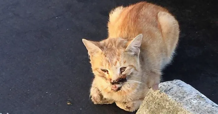 Every Day This Cat Was Coming To Woman's Work For Food, Until One Day He Was Hit By A Car; $6,000 Later...