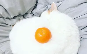 Suspicious Looking Egg Inspires A Ridiculous Photoshop Battle