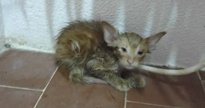 Kitty Trapped In 109-Degree Heat Next To Electrical Post Was Crying For Help And Finally Someone Heard Him