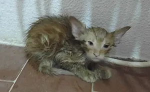 Kitty Trapped In 109-Degree Heat Next To Electrical Post Was Crying For Help And Finally Someone Heard Him