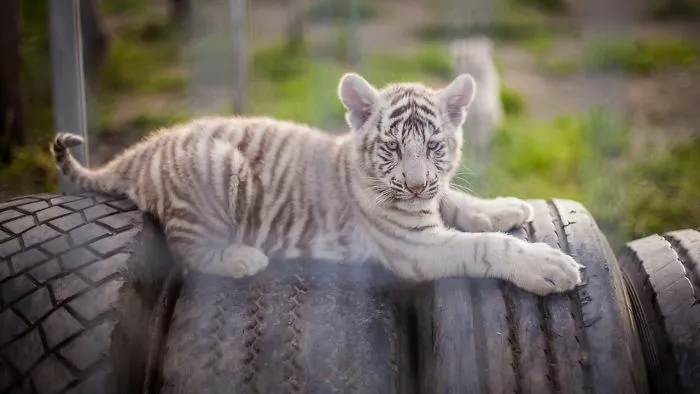White Tiger And Haer Puppy