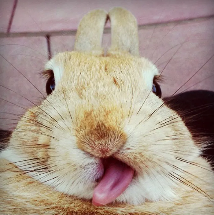 175 Of The Most Adorable Animal Mlems" Ever"