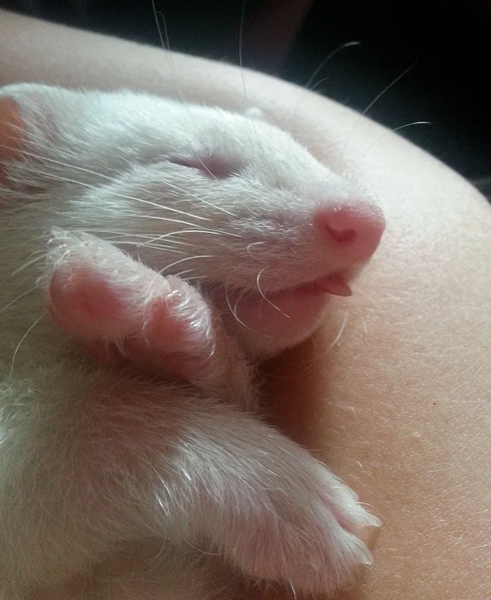 175 Of The Most Adorable Animal Mlems" Ever"