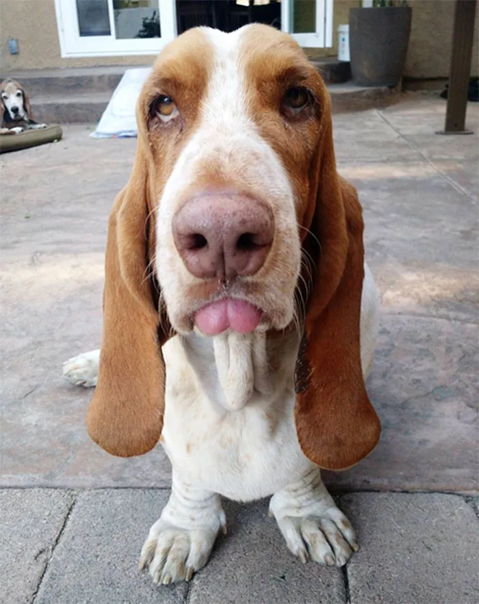 175 Of The Most Adorable Animal Mlems" Ever"