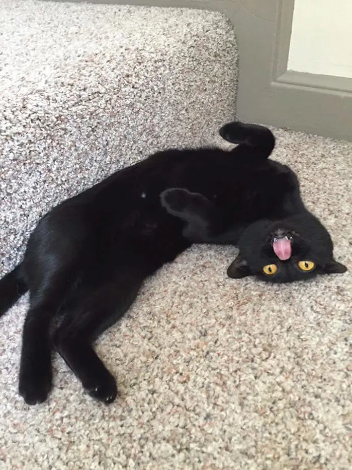 175 Of The Most Adorable Animal Mlems" Ever"