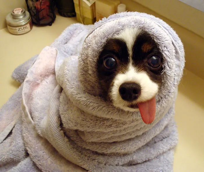 175 Of The Most Adorable Animal Mlems" Ever"
