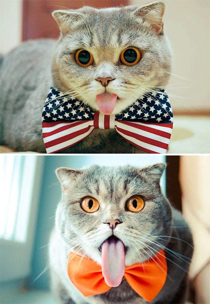 10+ Adorables animales sacando la lengua