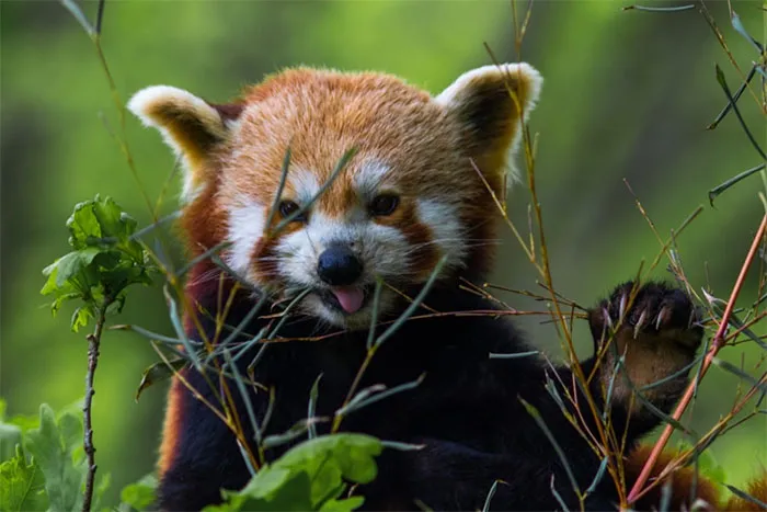 175 Of The Most Adorable Animal Mlems" Ever"