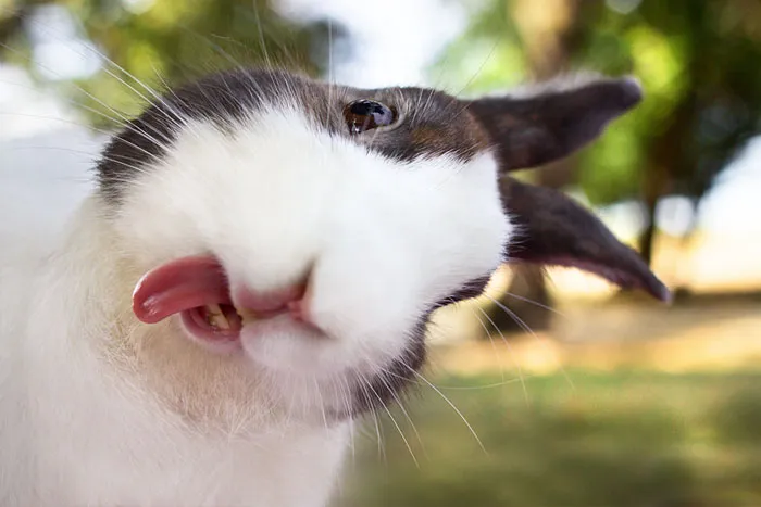 10+ Adorables animales sacando la lengua