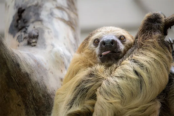 175 Of The Most Adorable Animal Mlems" Ever"