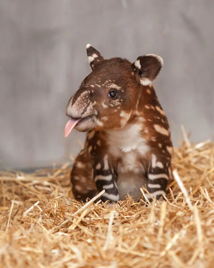 175 Of The Most Adorable Animal Mlems" Ever"