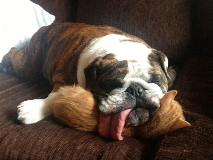 175 Of The Most Adorable Animal Mlems" Ever"