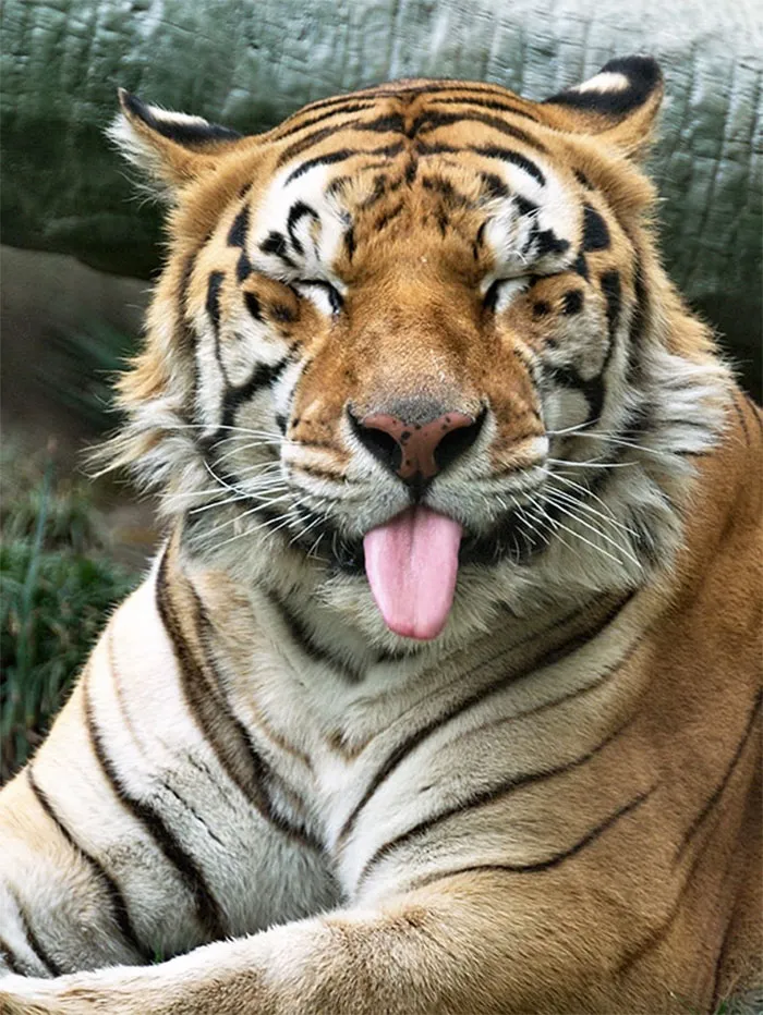 10+ Adorables animales sacando la lengua