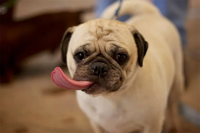 175 Of The Most Adorable Animal Mlems" Ever"