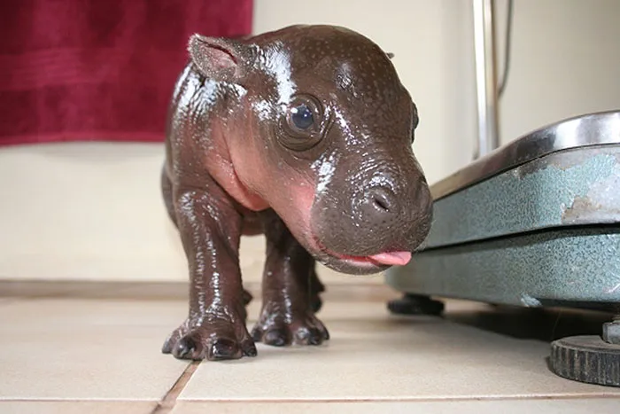 175 Of The Most Adorable Animal Mlems" Ever"