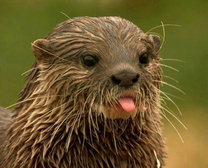 175 Of The Most Adorable Animal Mlems" Ever"