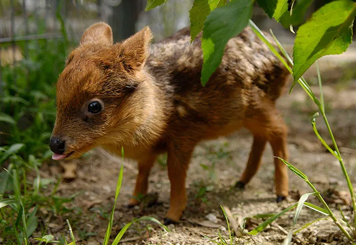 175 Of The Most Adorable Animal Mlems" Ever"