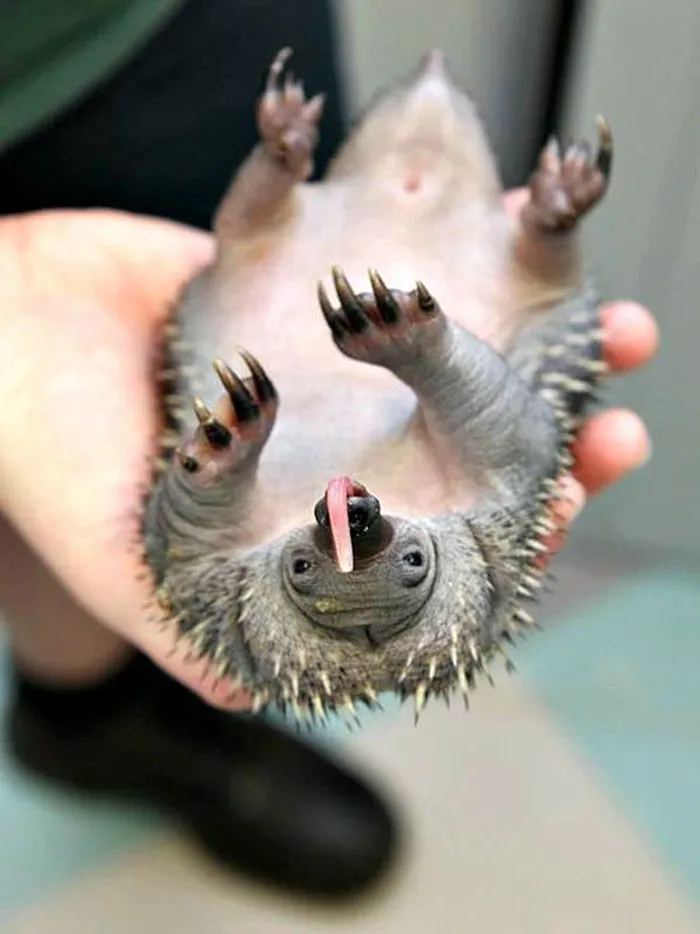175 Of The Most Adorable Animal Mlems" Ever"