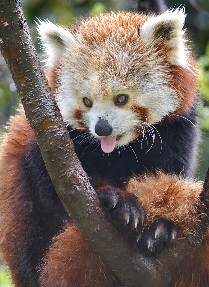 175 Of The Most Adorable Animal Mlems" Ever"