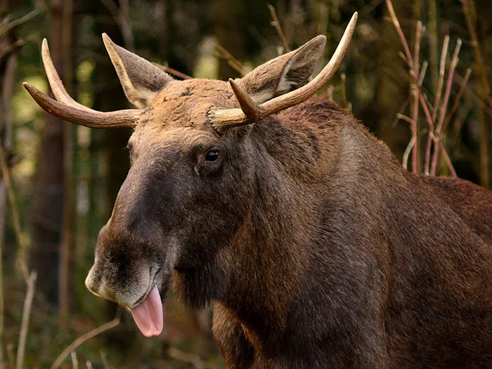 175 Of The Most Adorable Animal Mlems" Ever"