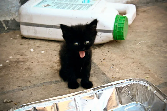 175 Of The Most Adorable Animal Mlems" Ever"
