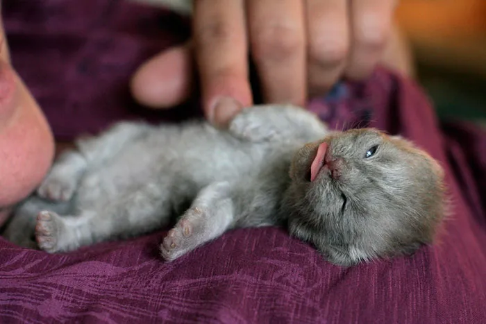 175 Of The Most Adorable Animal Mlems" Ever"