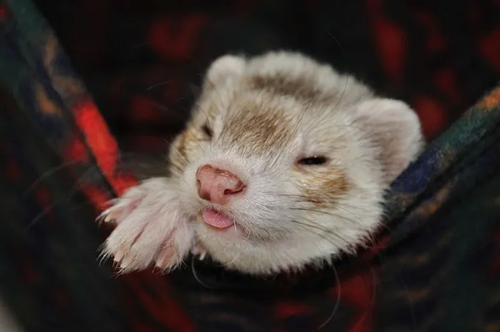 175 Of The Most Adorable Animal Mlems" Ever"