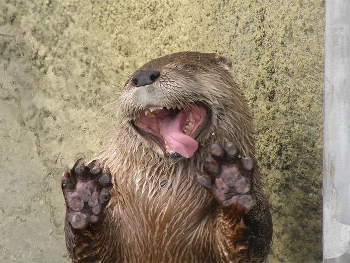 10+ Adorables animales sacando la lengua