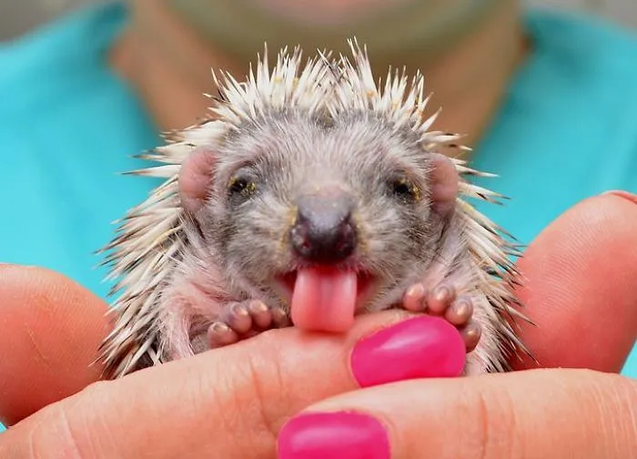 175 Of The Most Adorable Animal Mlems" Ever"