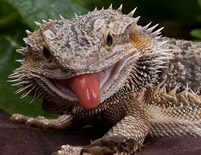 175 Of The Most Adorable Animal Mlems" Ever"