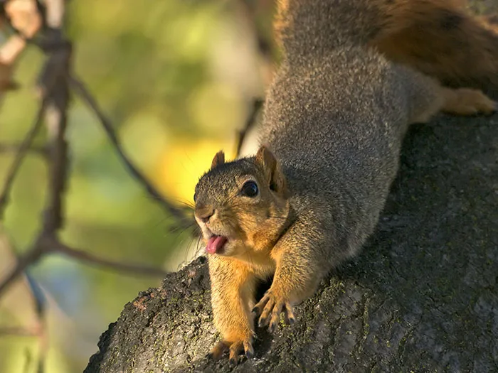 175 Of The Most Adorable Animal Mlems" Ever"