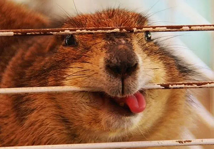 175 Of The Most Adorable Animal Mlems" Ever"