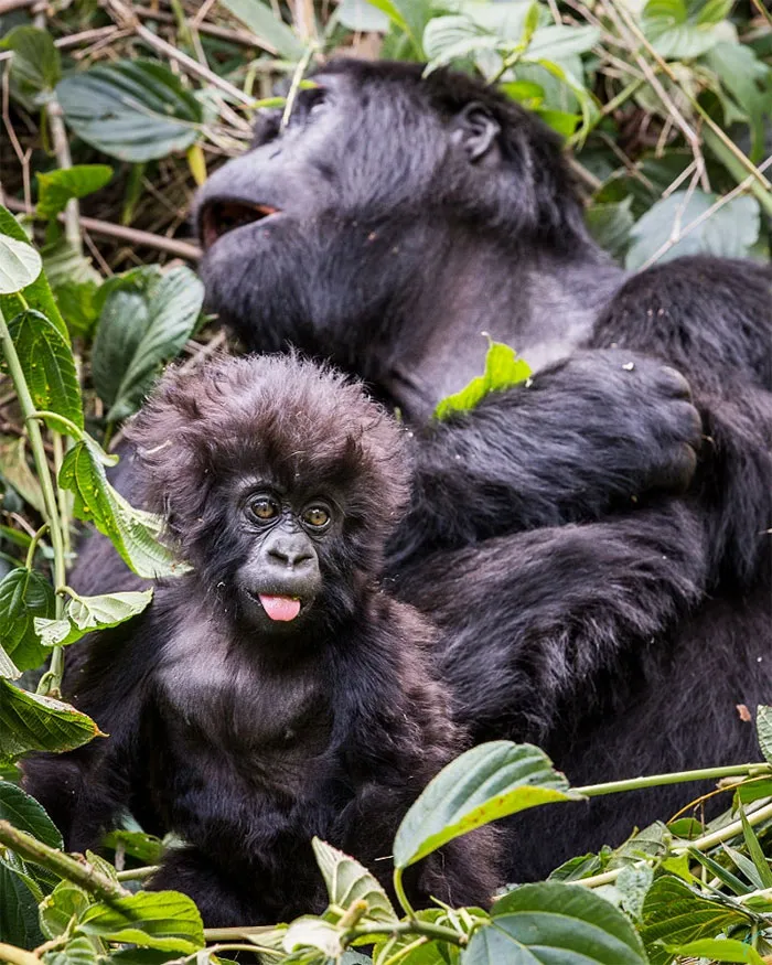 10+ Adorables animales sacando la lengua