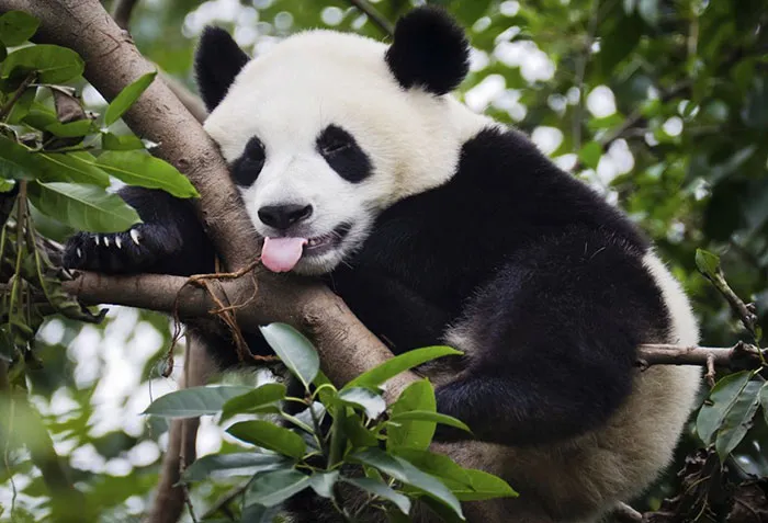 175 Of The Most Adorable Animal Mlems" Ever"