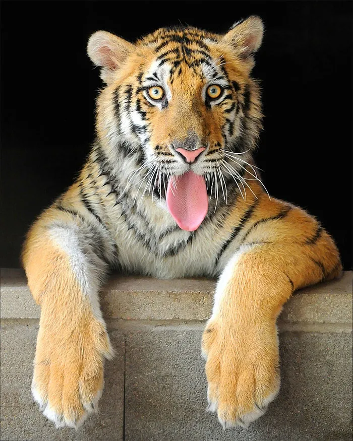 175 Of The Most Adorable Animal Mlems" Ever"