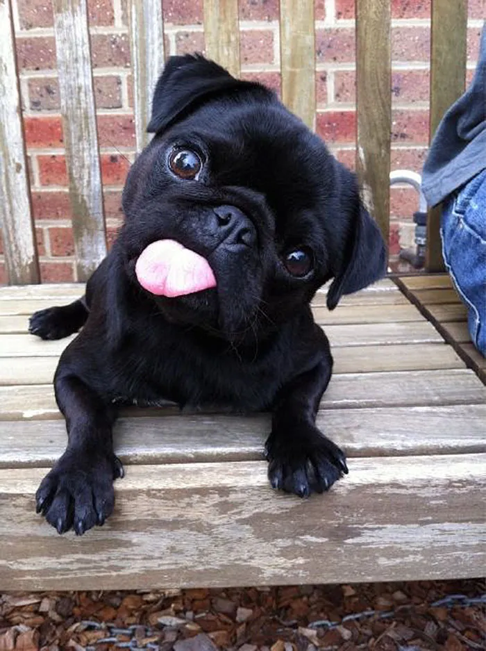 175 Of The Most Adorable Animal Mlems" Ever"